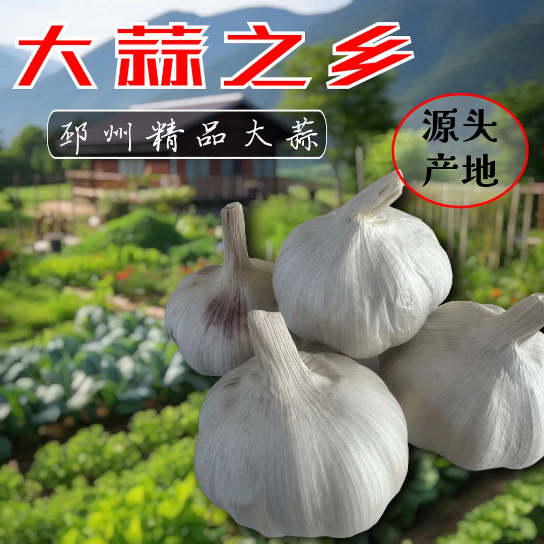 邳州精品大蒜紫白皮5/3斤中大果新鲜紫白皮蒜可吃可种