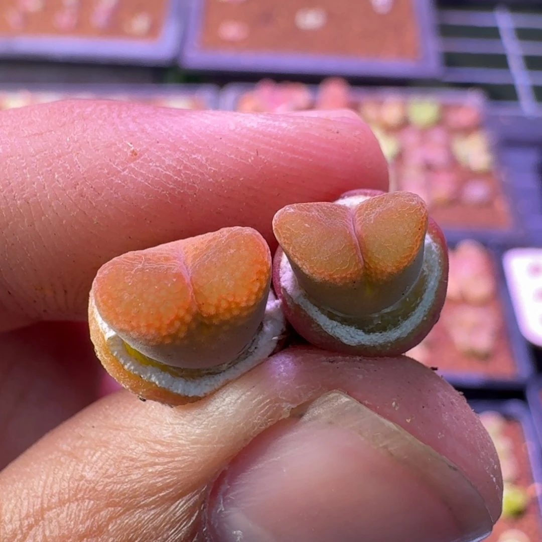 云缦精品番杏4.29