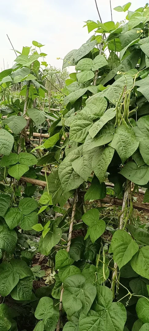 四川本地四季豆新鲜采摘农家自种