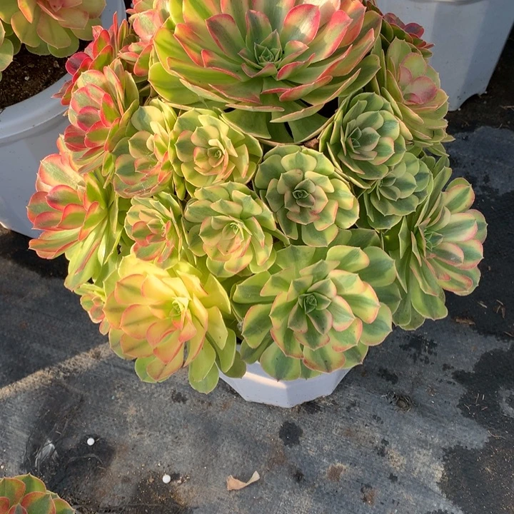 嘟***，不包损98号雨荷老桩