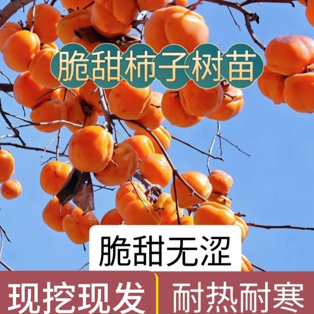 嫁接脆甜柿子树苗柿子树庭院南北方种植当年结果新鲜