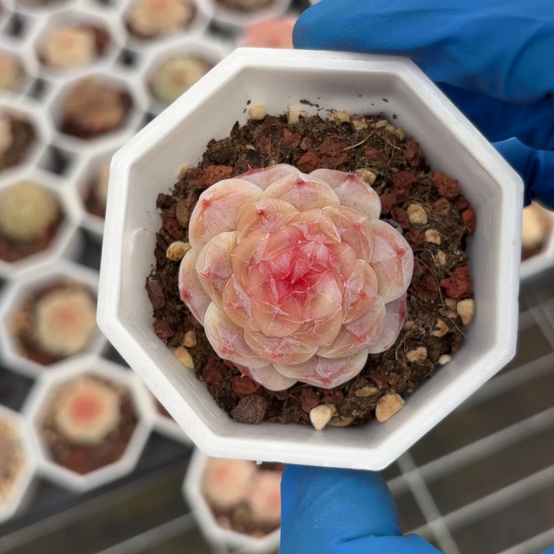 糖心福利4一物一拍