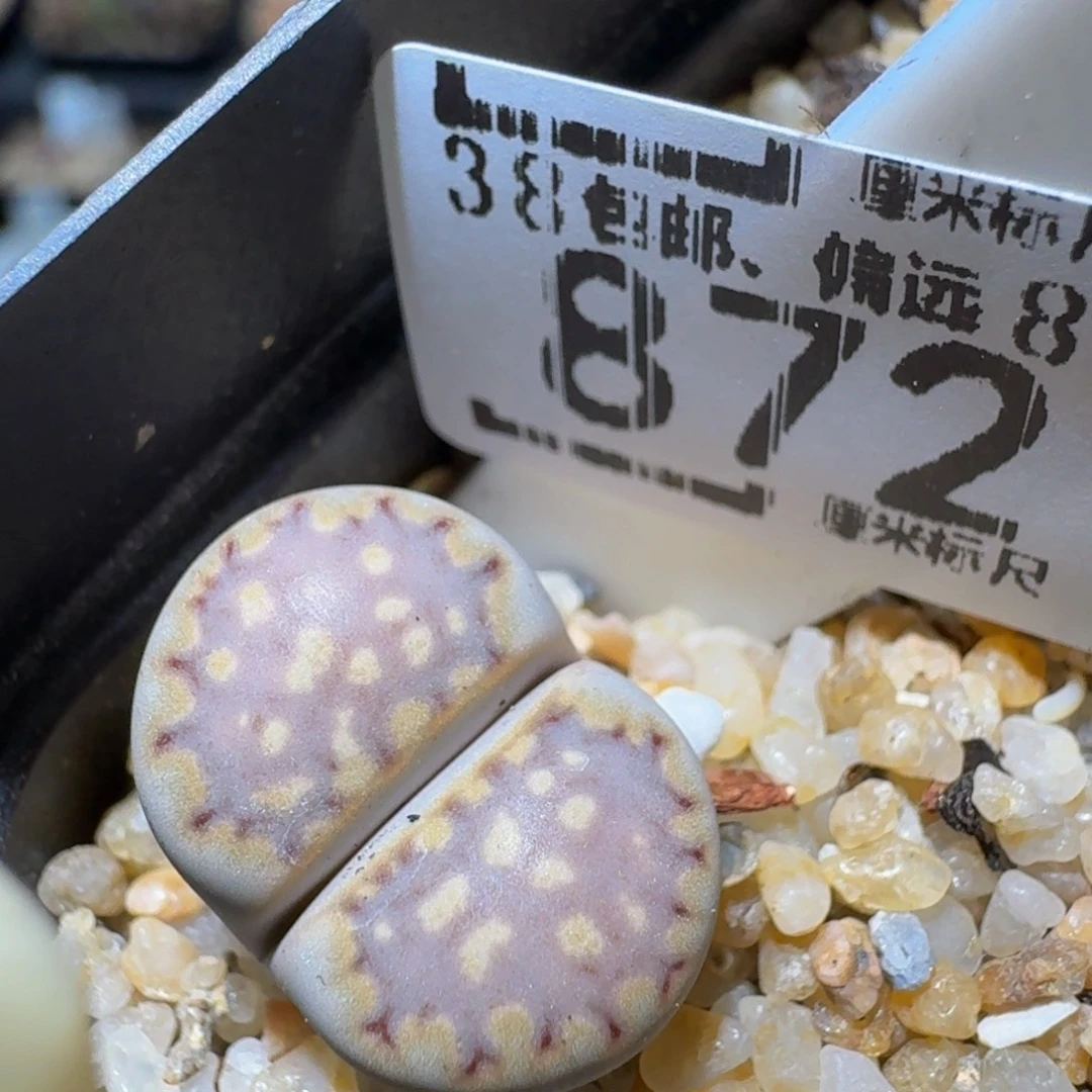 zzzzz生石花肉锥872