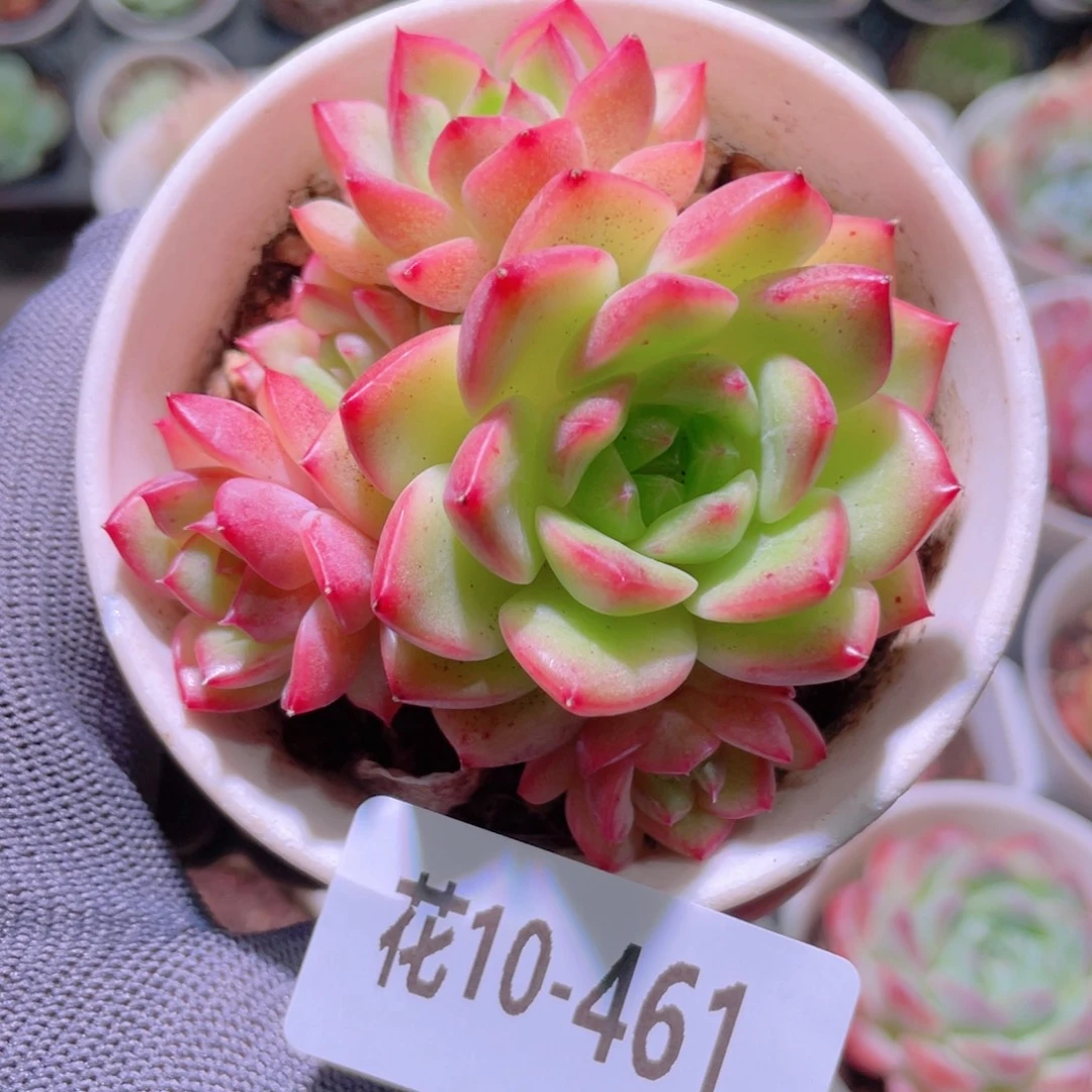 花利美10-461新品