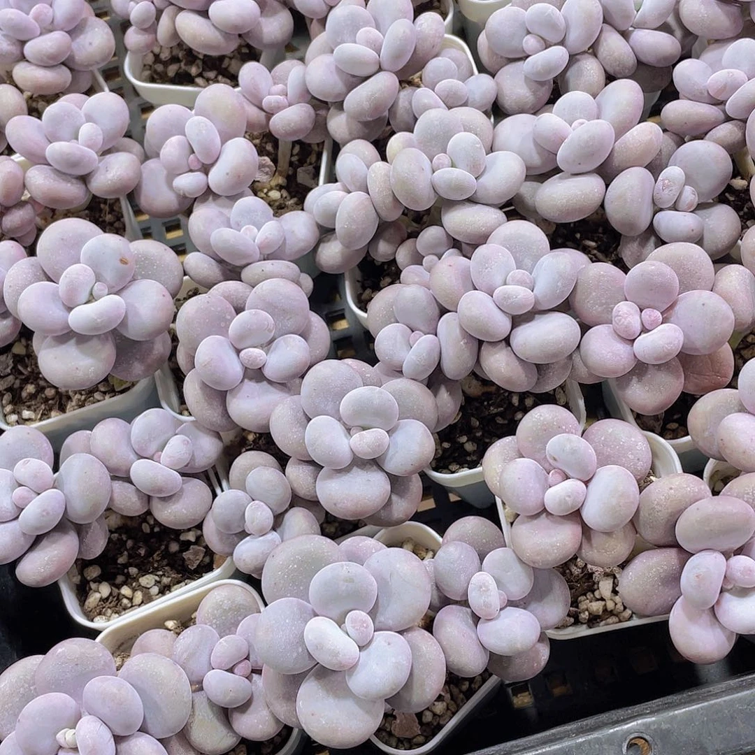 量拍87号 大叶奶水光针原始奶双头一个