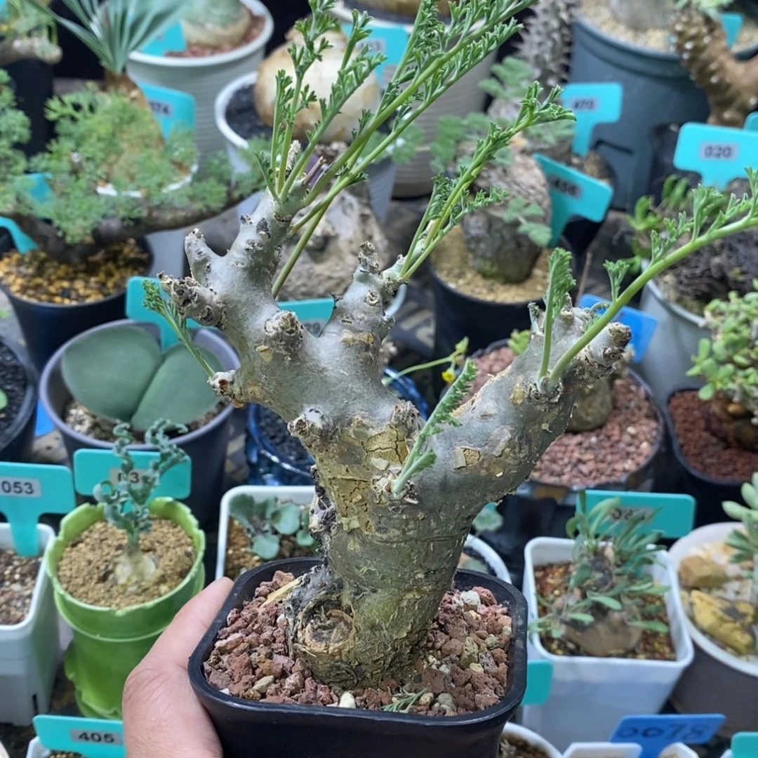 产地沉香鹿茸杨奎