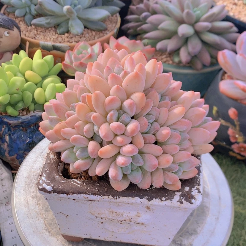 【闪购商品】彩虹香水
