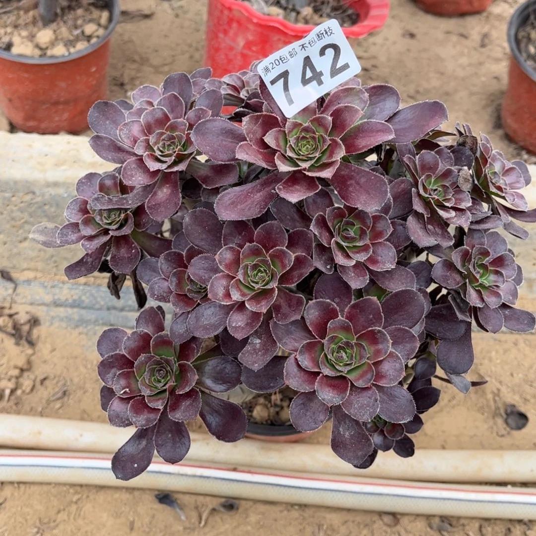 黑圆叶742不包断枝