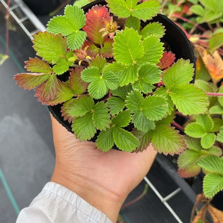 无花朵7*9盆栽植物