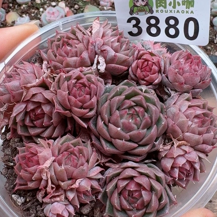 多肉植物多肉植物