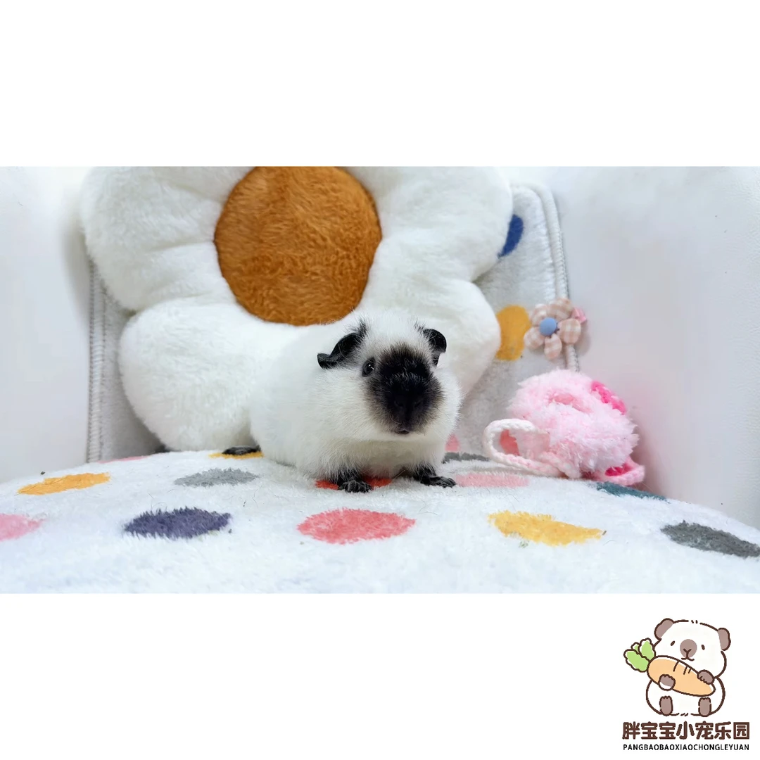 白泰加弟弟 活体豚鼠荷兰猪