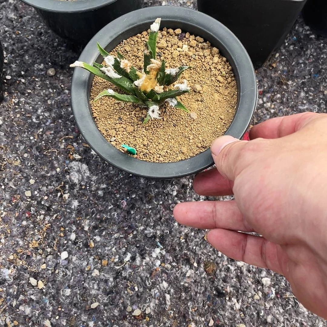 无花朵龙舌兰岩牡丹