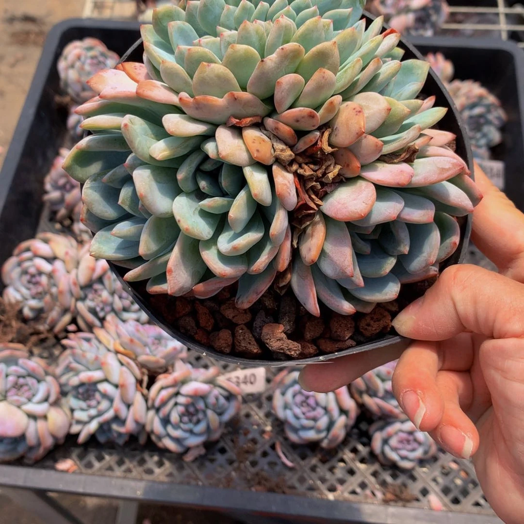 6701嗯嗯嗯嗯全明星嗯嗯嗯加油