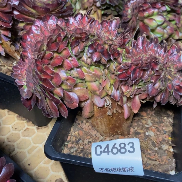 【闪购商品】4683多肉