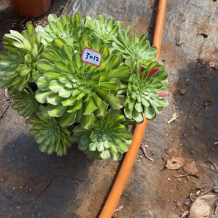 精品多肉植物03012