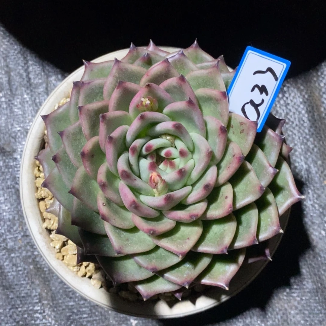 星***梦福利变异龙a33