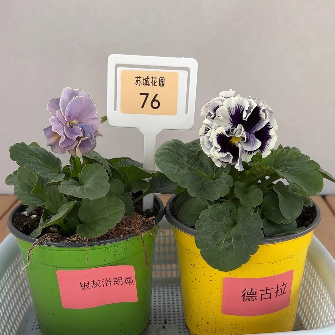 大部分开放少量花苞76