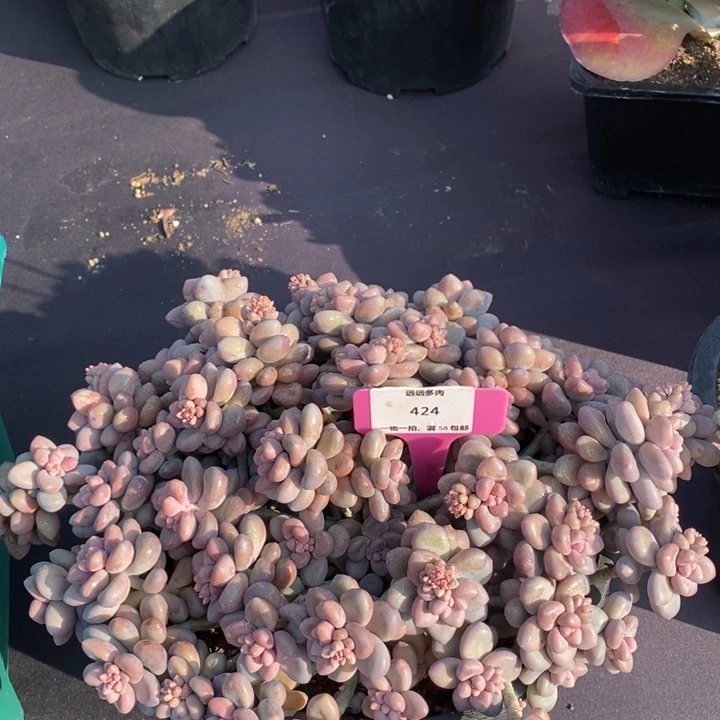 424艾伦肉肉肉肉肉肉