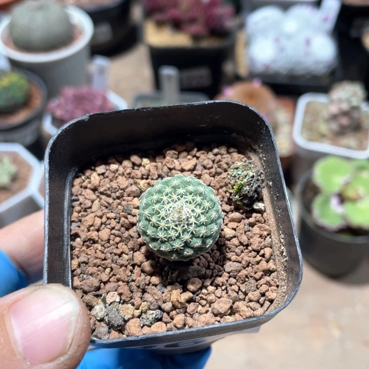 261实生菊水仙人球