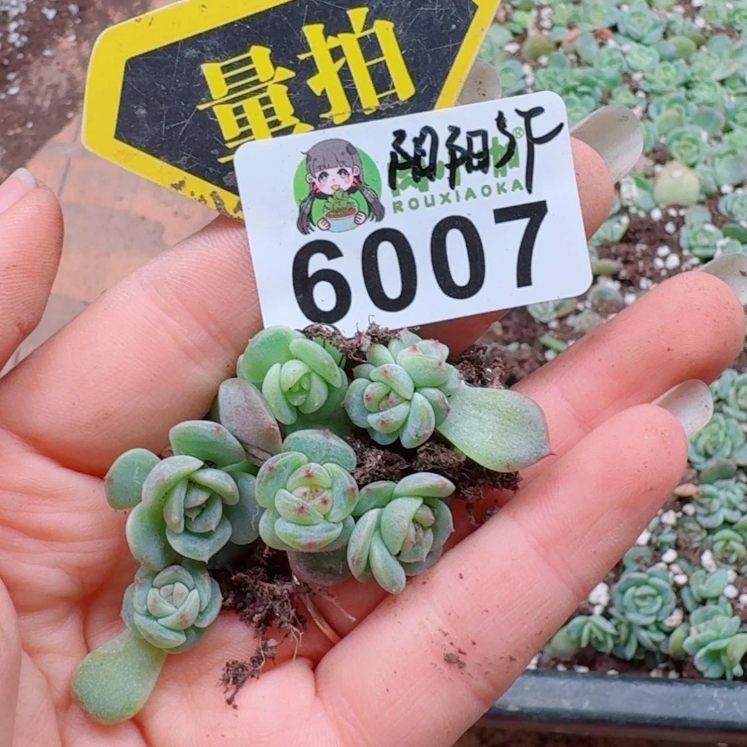 多肉植物多肉植物