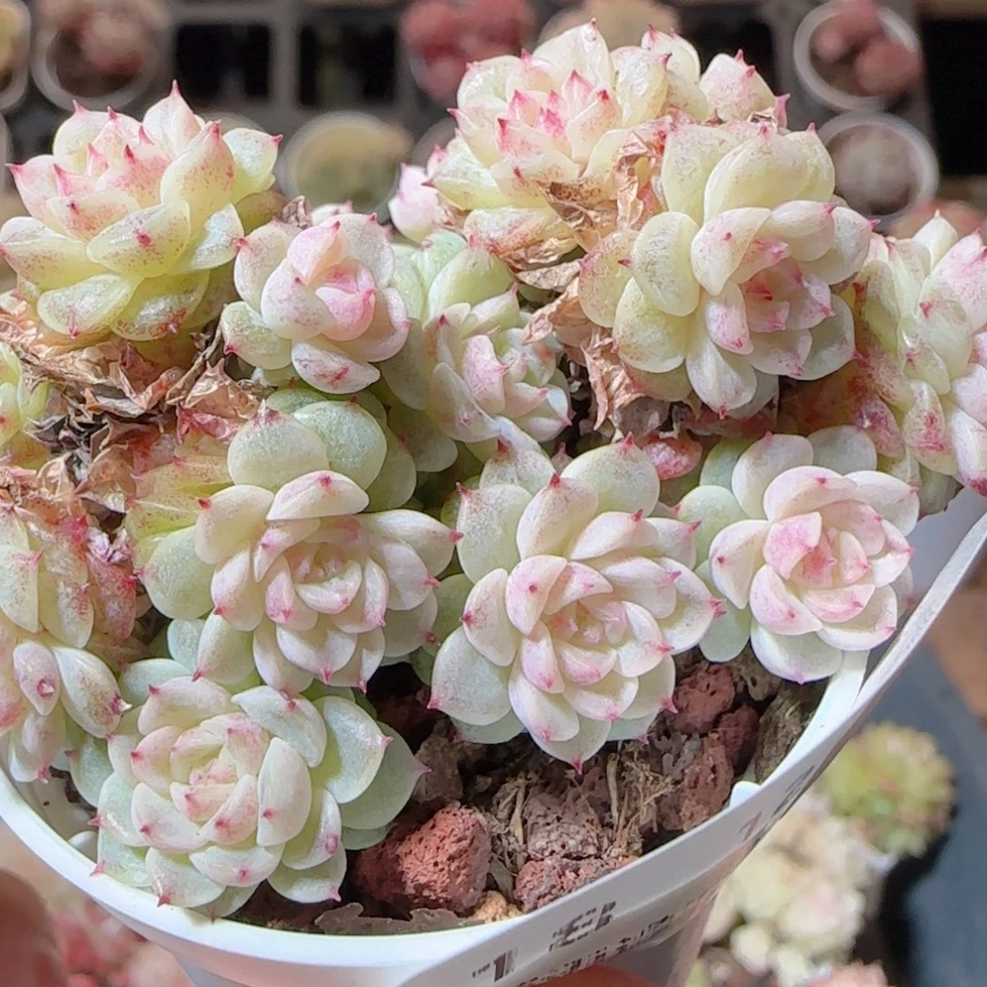 花语多肉1229-18魔仙散