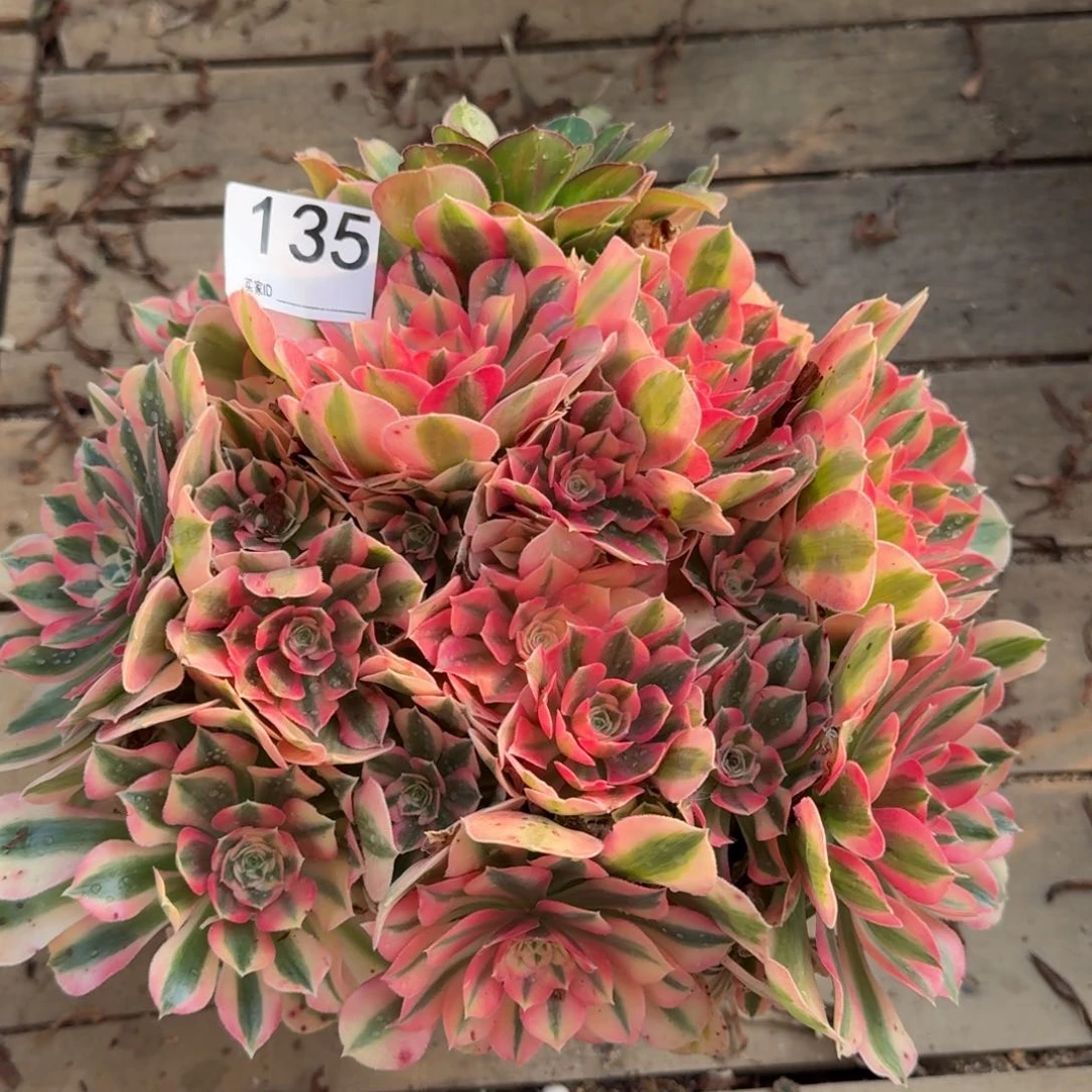 【闪购商品】135多肉