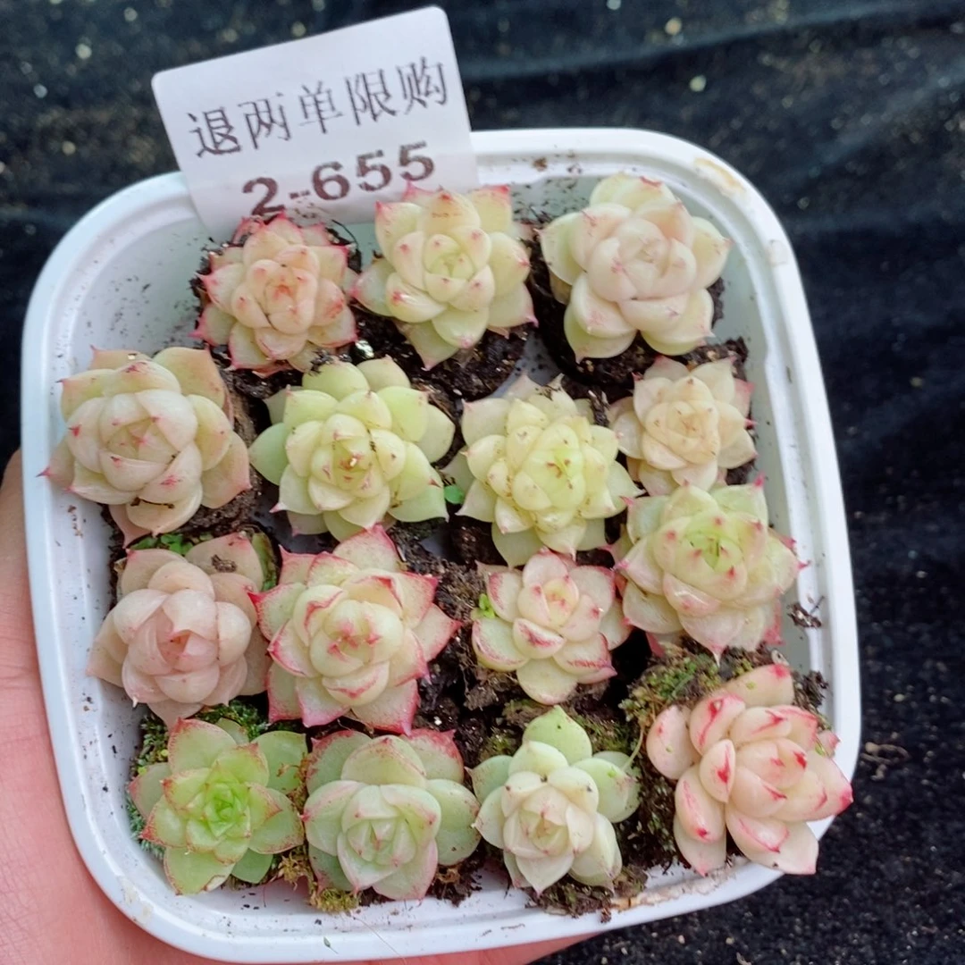 2-655 新疆西藏内蒙不发其他一单包邮两到三公分多肉