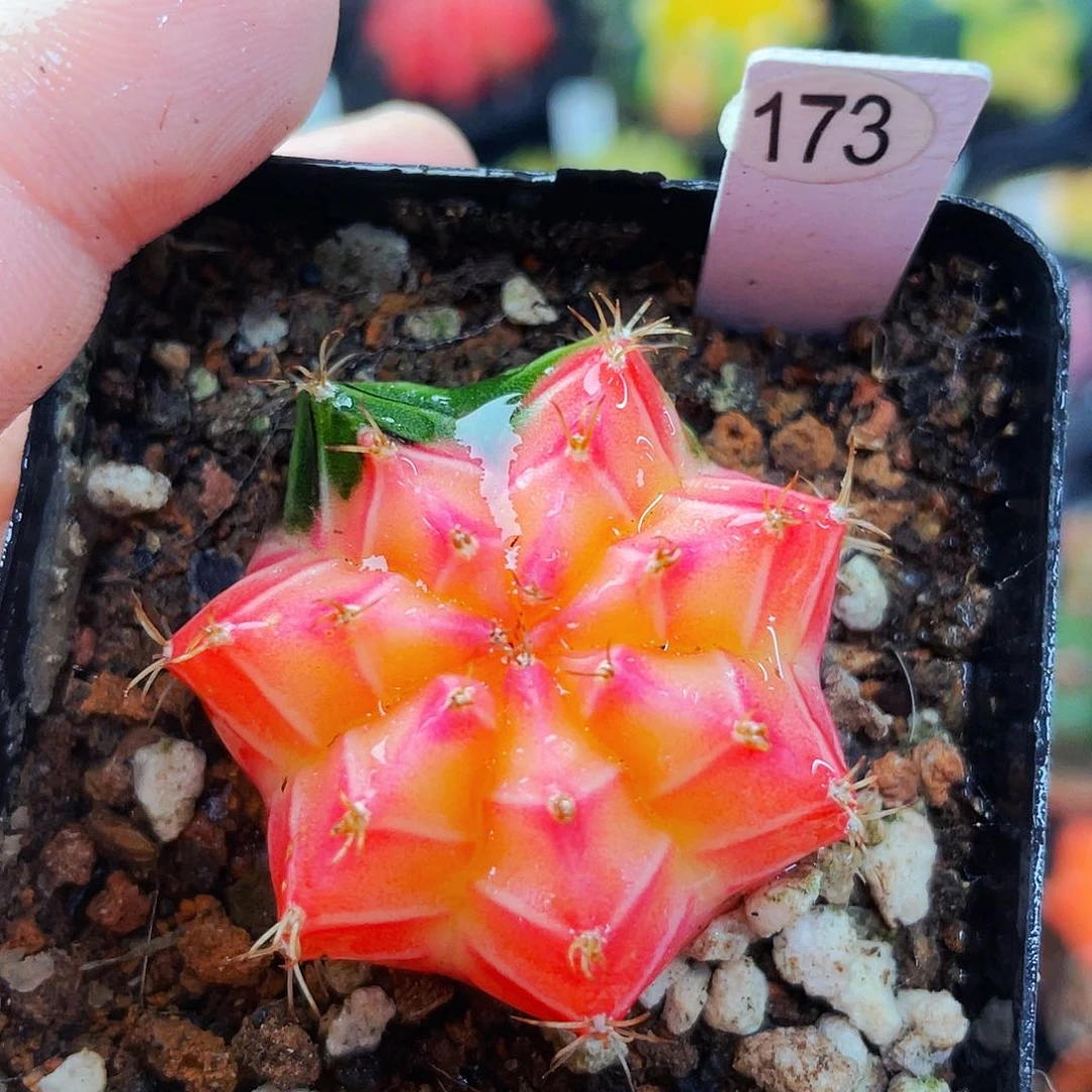 非偏远地区满25包邮仙人球裸根