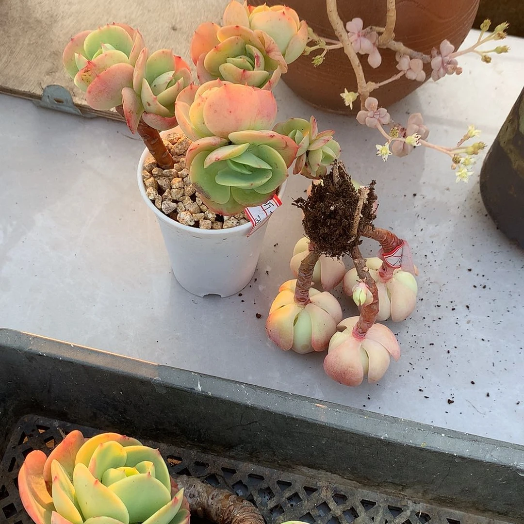 @****এ鸡蛋碧桃多肉两颗