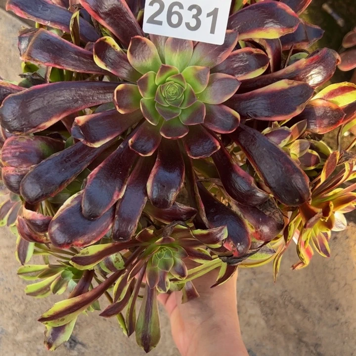 2631欧嘉莉多肉植物