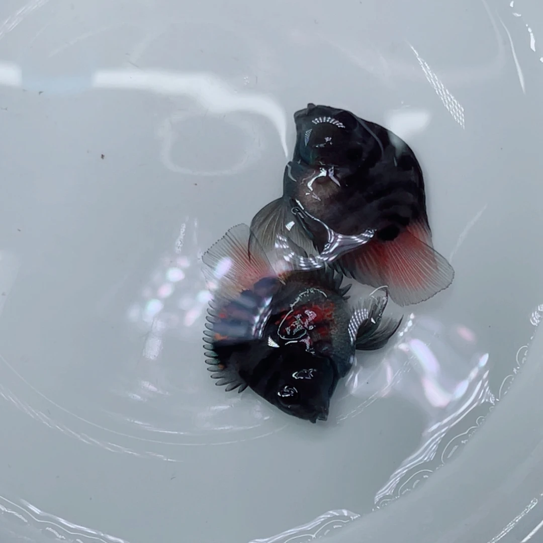 鹦鹉鱼摩卡色一对