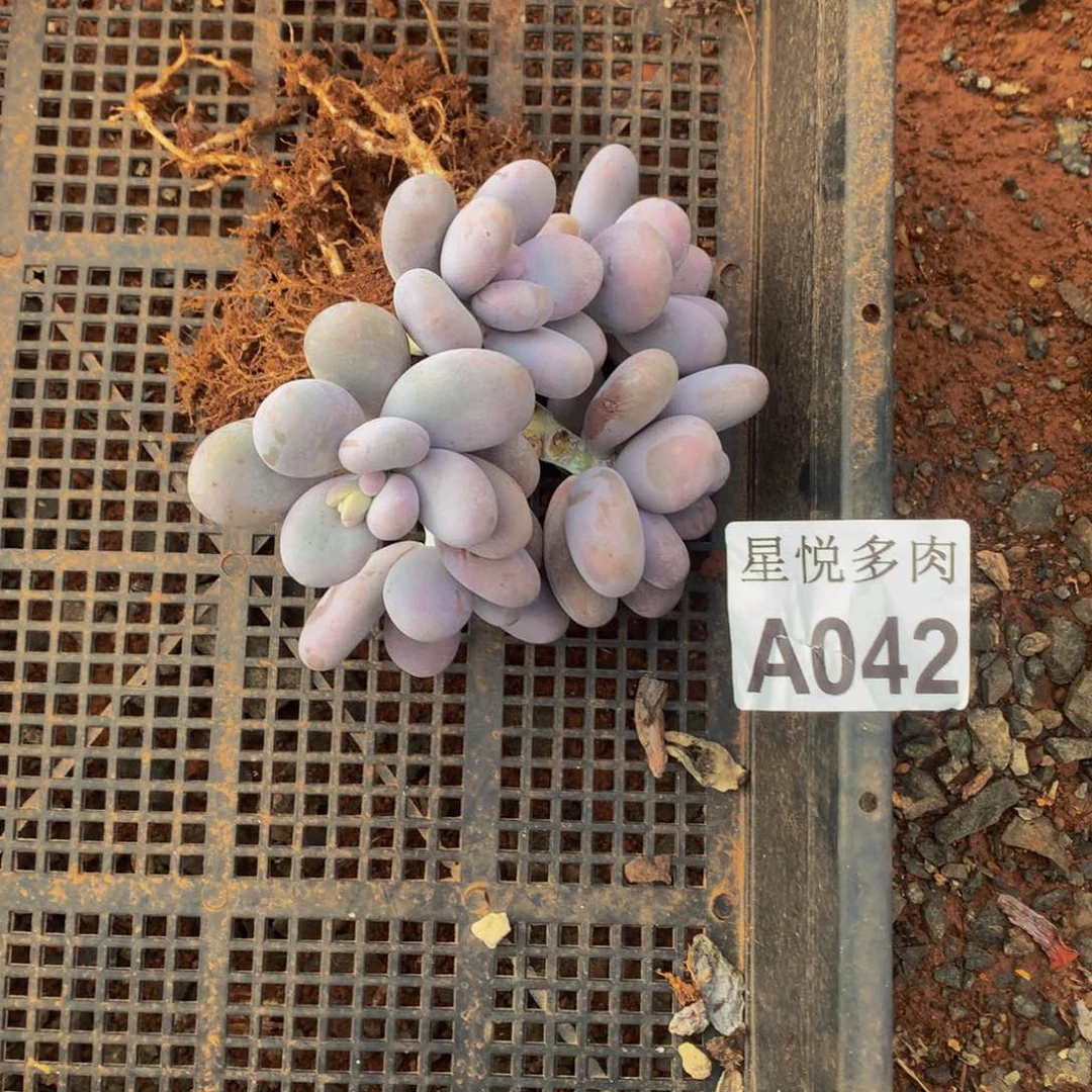 半**?星悦多肉   A042