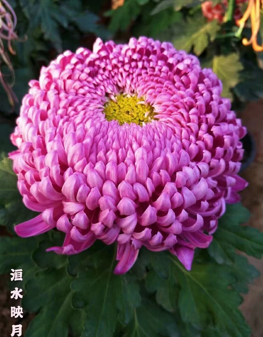 九月菊【洹水映月小苗3棵】富贵菊  菊花苗  带土不打标签
