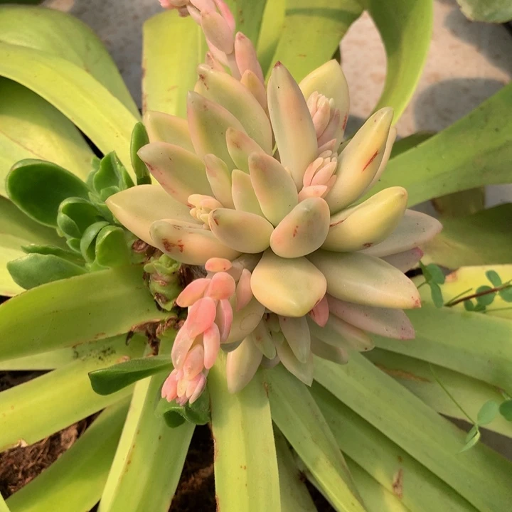 丽****?美人锦锦上园艺一物一拍