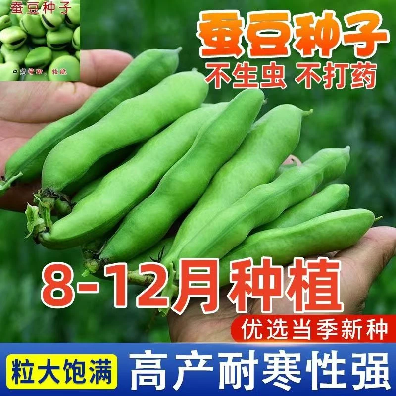 【满5包包邮】蚕豆种子蔬菜秋冬种植蔬菜种子