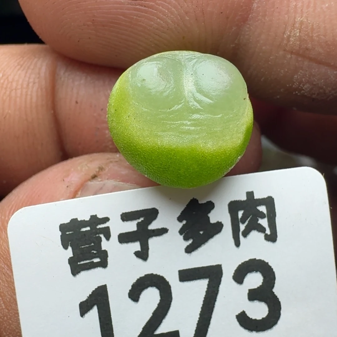 拉登1.2➕。  脱土1200