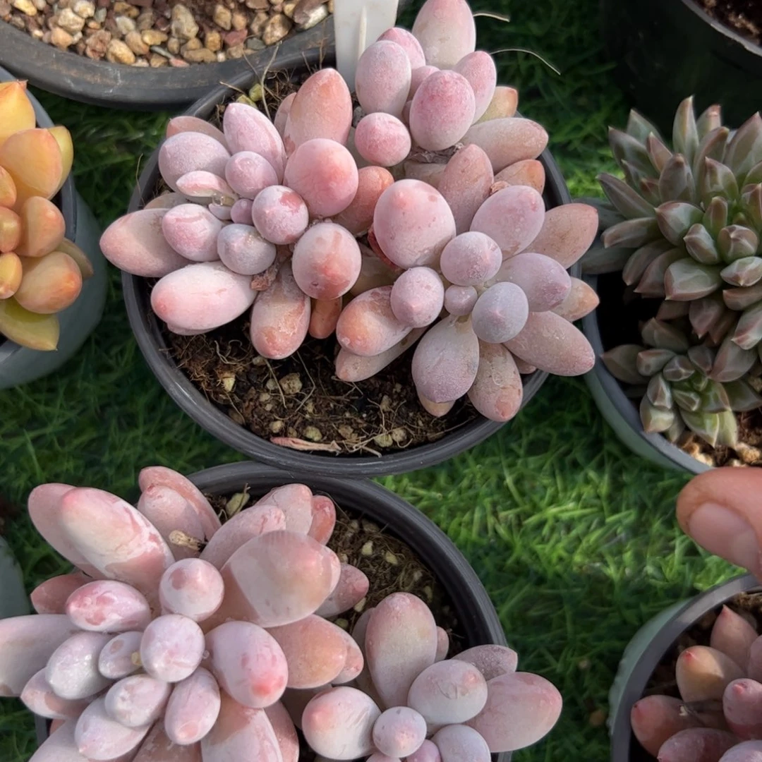 汤圆多肉植物保护研究所