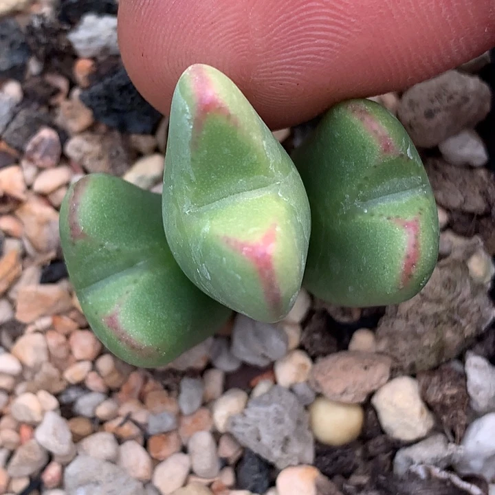 精品多肉植物精品多肉