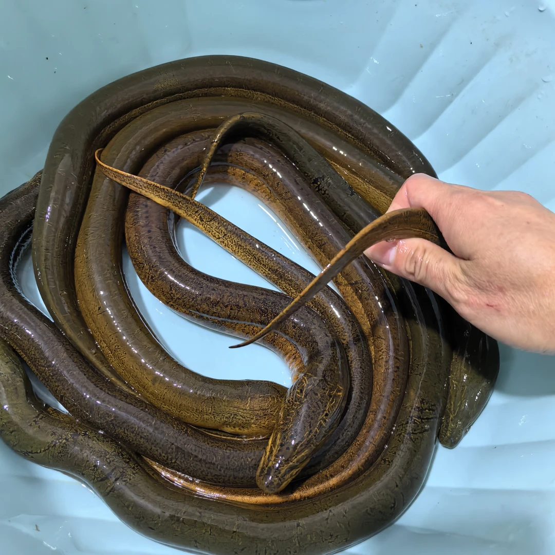江苏兴化野生黄鳝鳝鱼 土黄鳝 地笼黄鳝 京东 顺丰冷链活发或宰杀