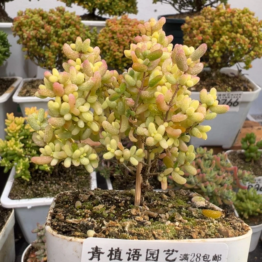 D3768米粒锦一物一拍