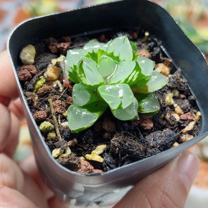 十二卷多肉圣诞蜡烛