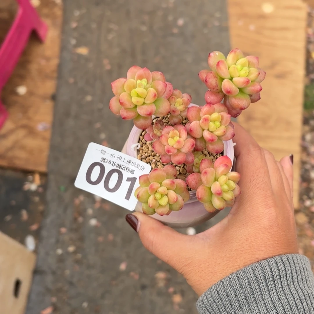 香格里拉无盆土发货