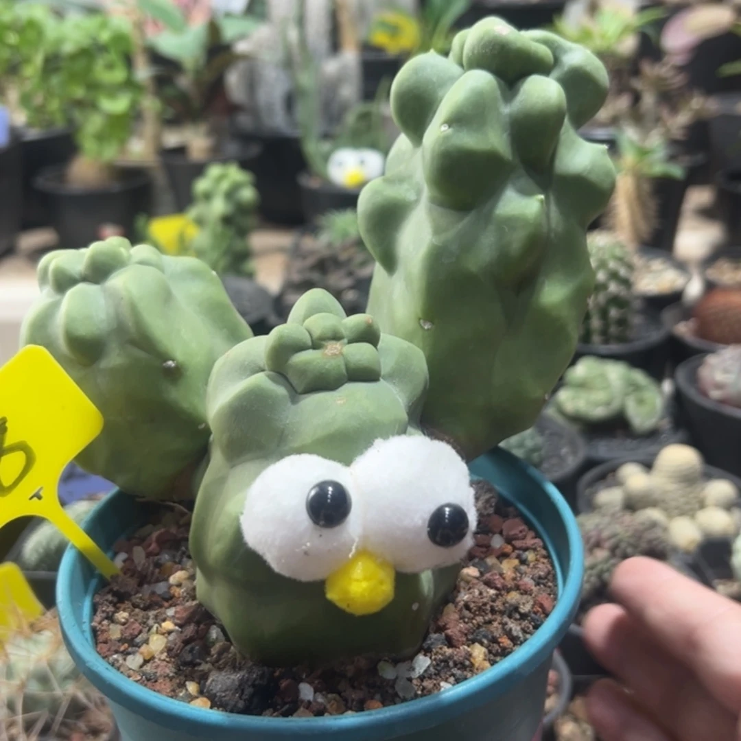 大力水手上帝阁带盆11111111