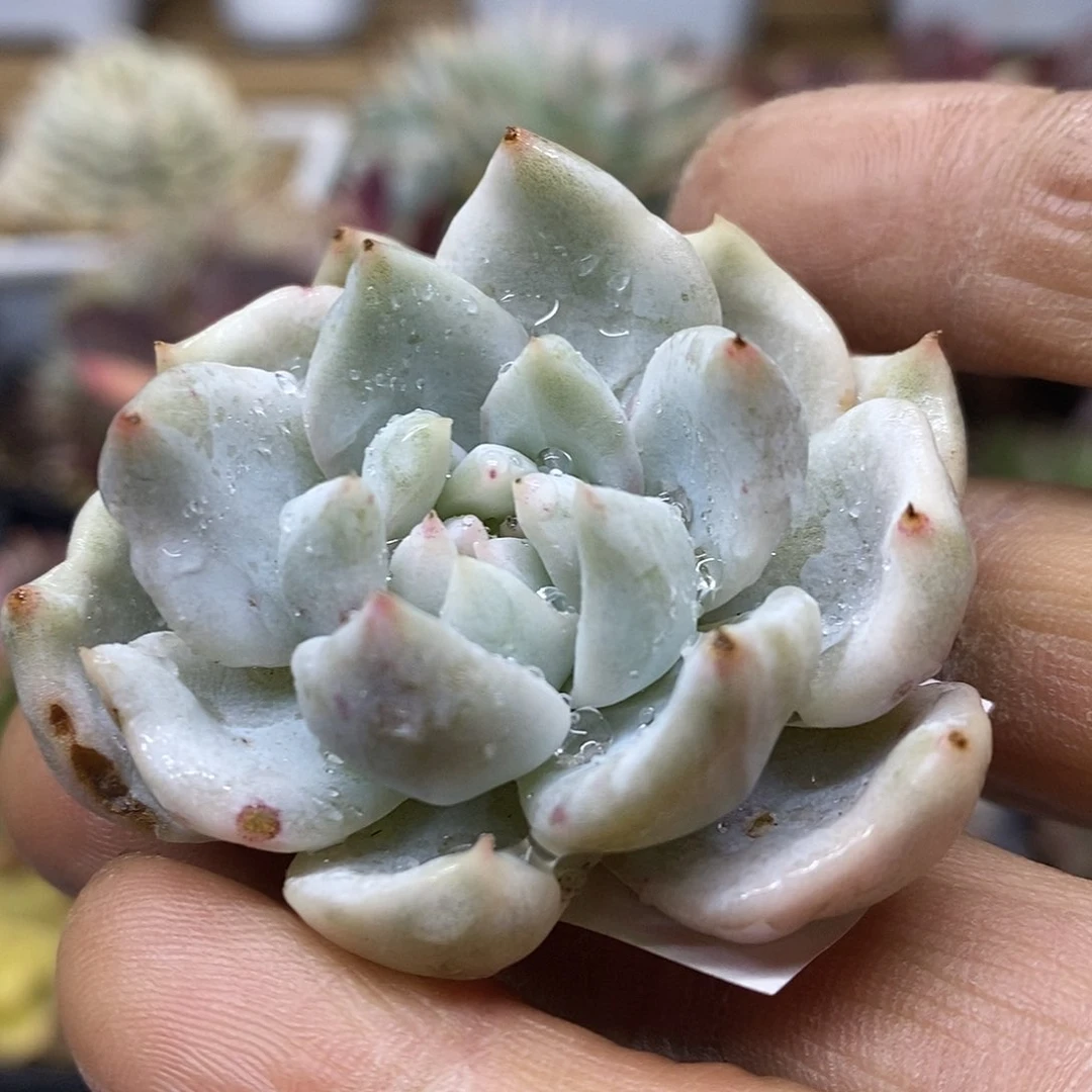 19201 不知名东云白覆轮锦头盖