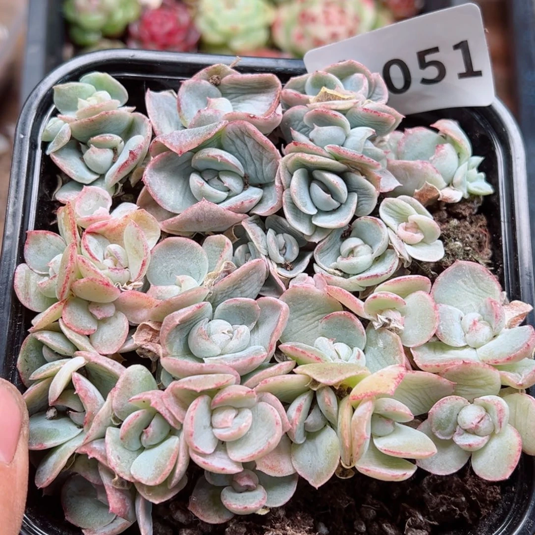 多肉植物多肉植物