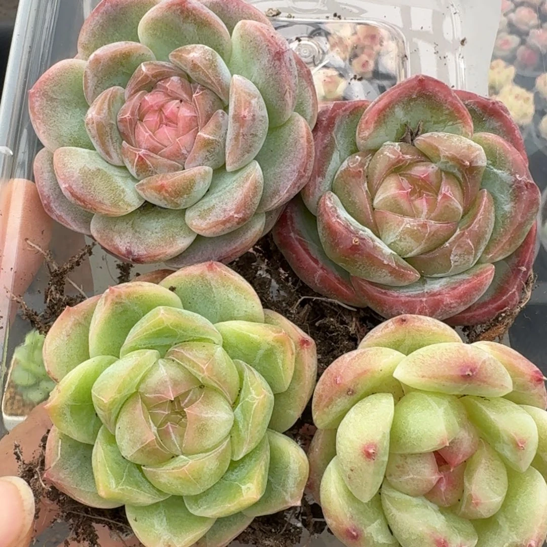 一物一拍一物一拍1102-284