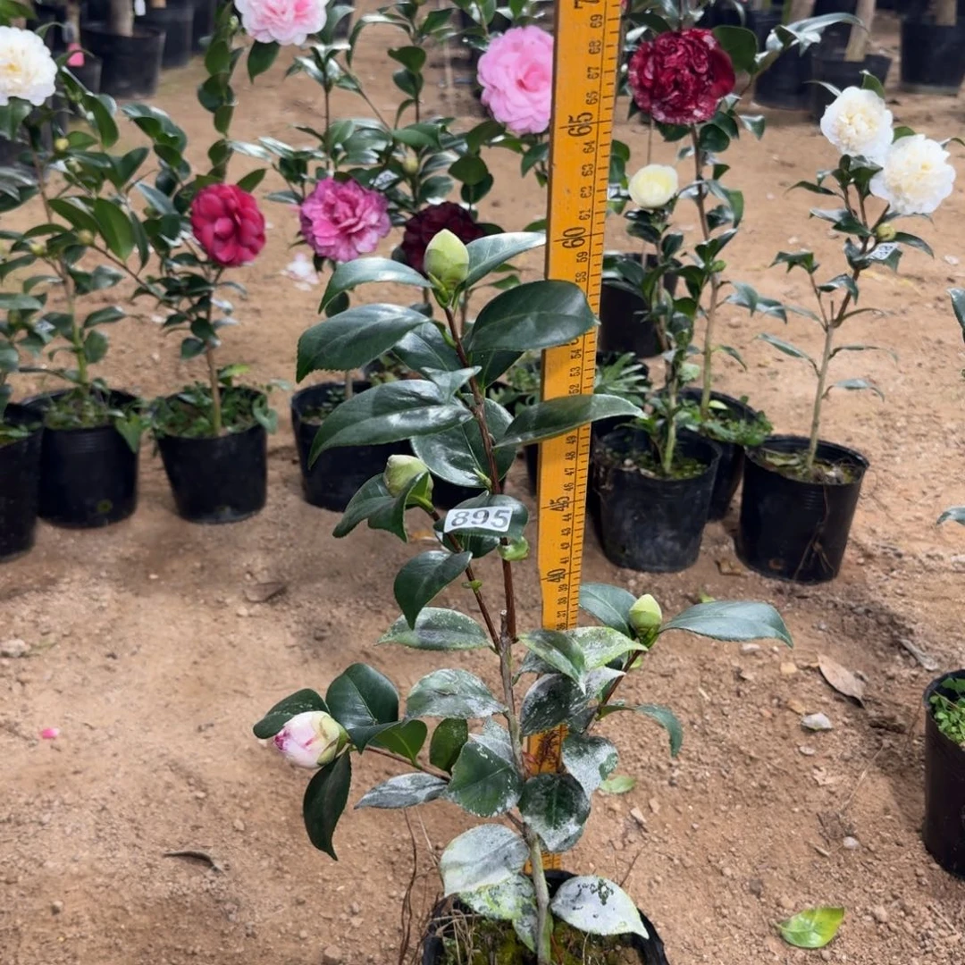 少量花朵（建议范围：2朵-5朵 或40%以下）895宽彩带