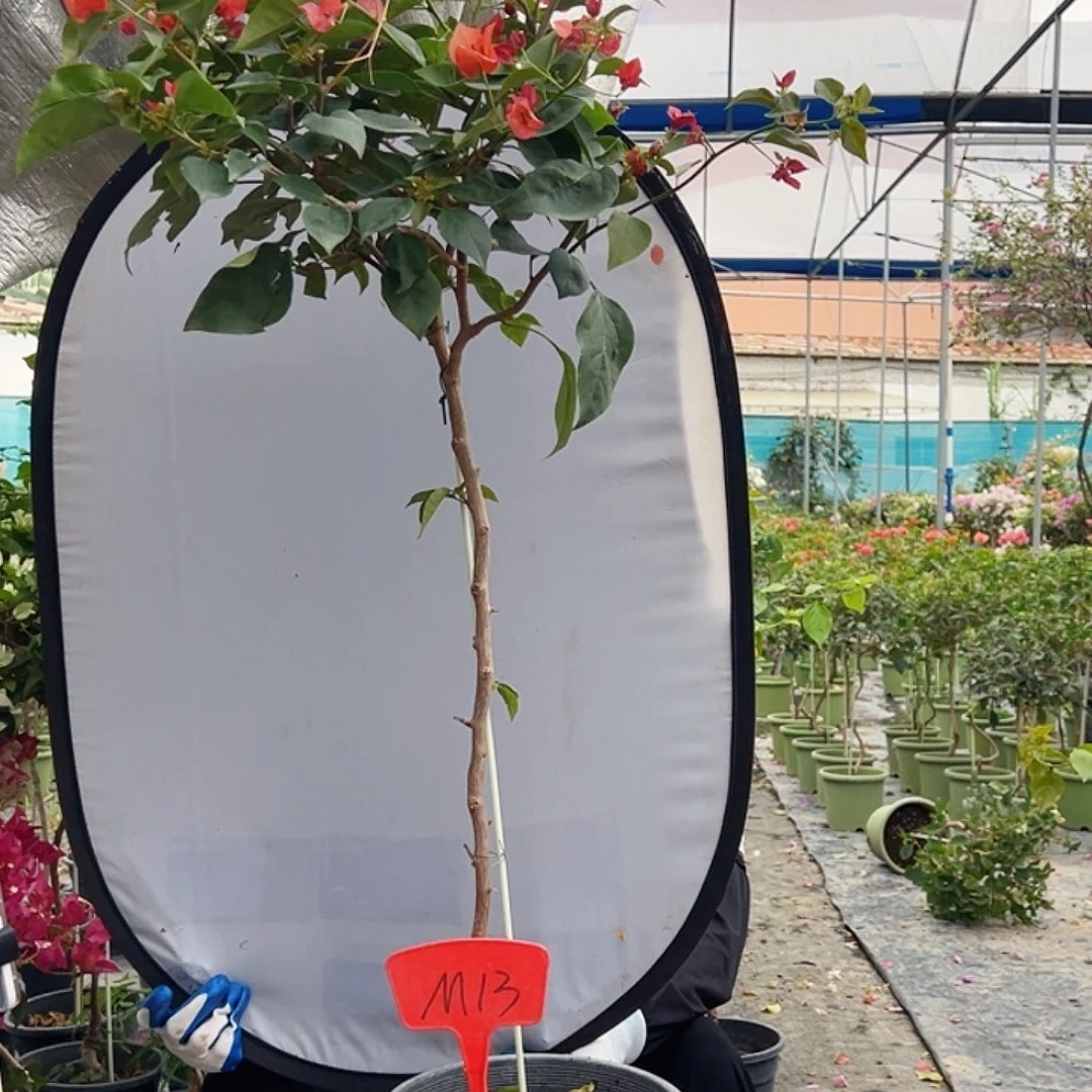 静***听大部分花苞少量开放M13不甜西瓜