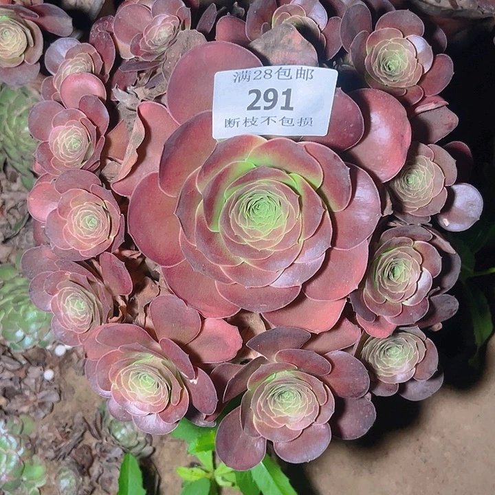 291魅金玫瑰多肉植物