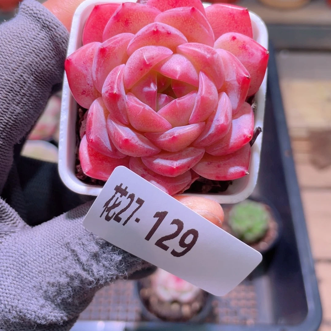 花利美27-129新品